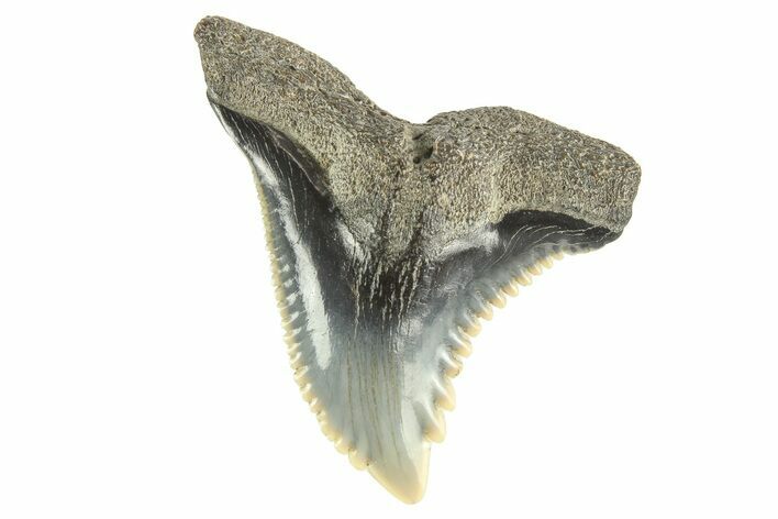 Snaggletooth Shark (Hemipristis) Tooth - South Carolina #261284